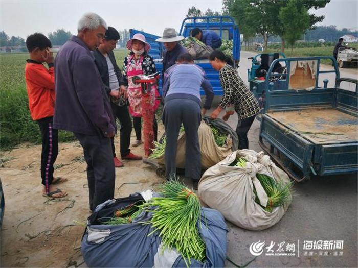 新蒜薹价格行情分析与市场走势预测