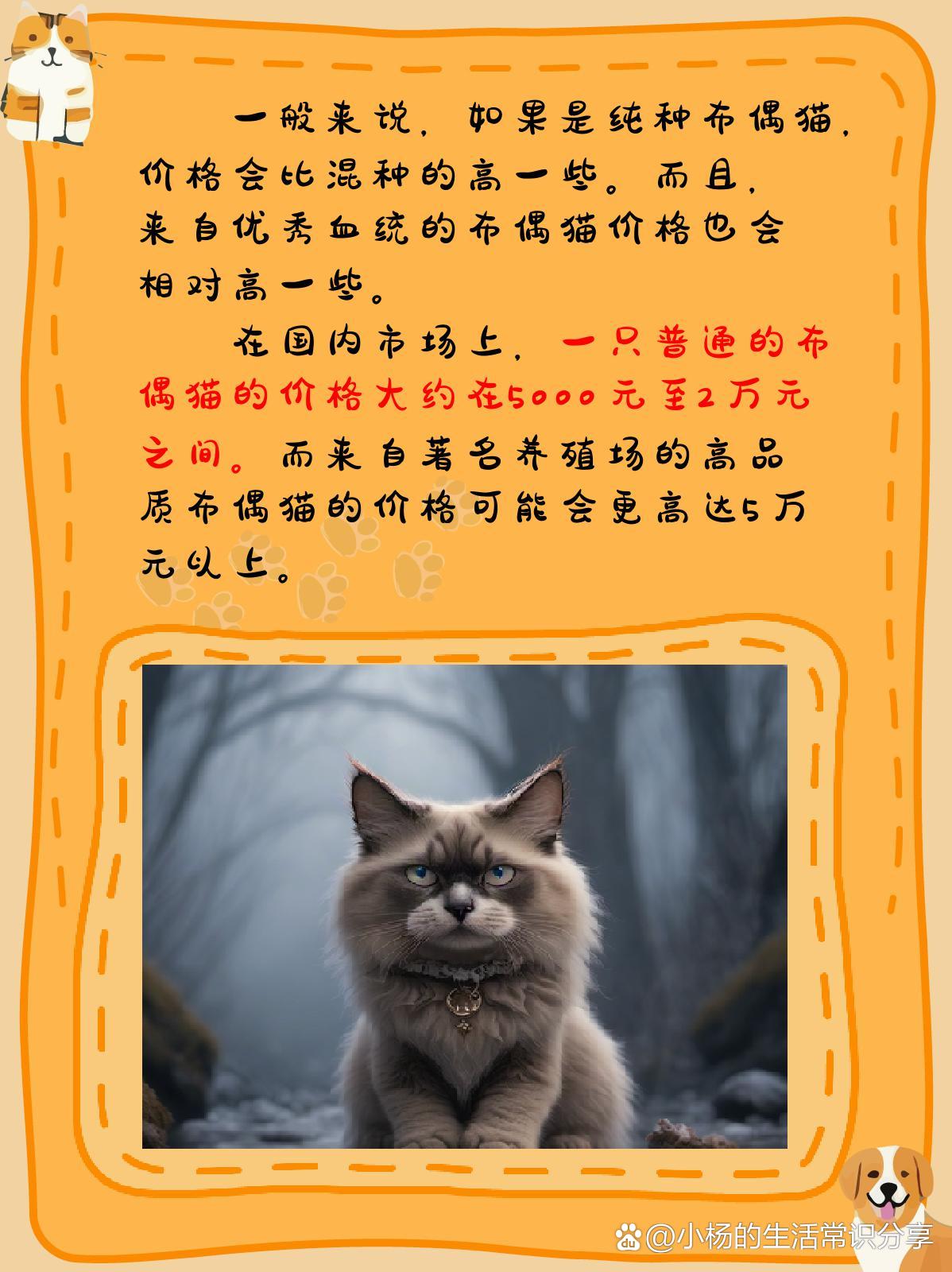橘猫价格深度解析，多少钱一只？全面探究与观点阐述