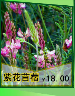 月见草的价格，友情背后的故事与价格考量